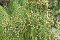 * Nomination: Thuja plicata, detail.--Jebulon 16:00, 17 September 2011 (UTC) * * Review needed