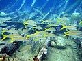 Goatfish on Benwood wreck