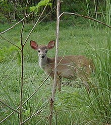 Odocoileus pandora Yuk9sep9201b.jpg