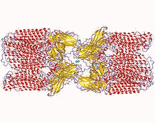 <span class="mw-page-title-main">Methane monooxygenase (particulate)</span>