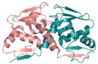 <span class="mw-page-title-main">BACH2</span> Protein-coding gene in the species Homo sapiens