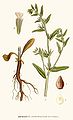 Lithospermum arvense L.