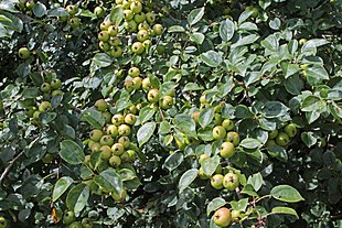 Abild (Malus sylvestris) Foto: Sten Porse