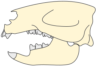 <span class="mw-page-title-main">Gondwanatheria</span> Extinct group of Mammaliaformes that lived during the Upper Cretaceous through the Miocene