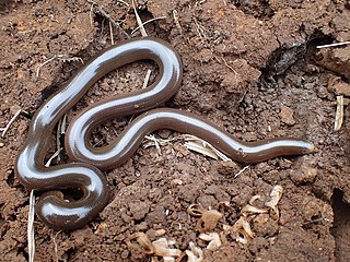 <span class="mw-page-title-main">Bibron's blind snake</span> Species of snake