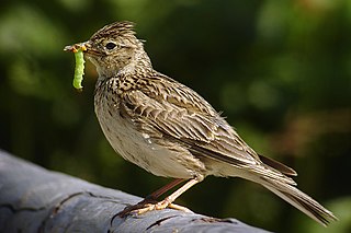 <span class="mw-page-title-main">Eurasian skylark</span> Species of bird