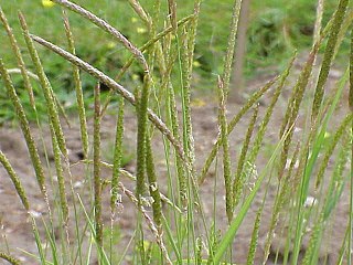 <i>Alopecurus</i> Genus of flowering plants in the grass family Poaceae