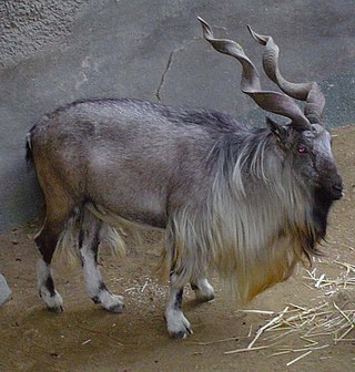 <span class="mw-page-title-main">Bukharan markhor</span> Endangered goat-antelope native to Tajikistan, Turkmenistan and Uzbekistan