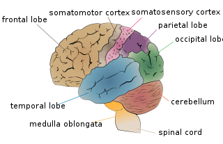 <span class="mw-page-title-main">Functional specialization (brain)</span> Neuroscientific theory that different regions of the brain are specialized for different functions