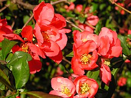 Japoninis svarainis (Chaenomeles japonica)