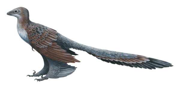 Reconstruction of Changyuraptor yangi