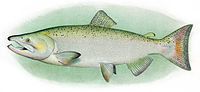 Thumbnail for Chinook salmon