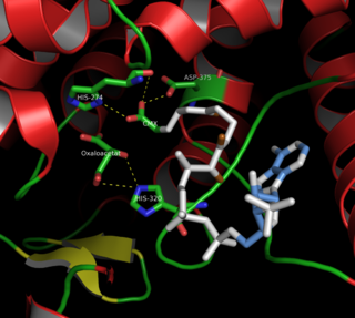 <span class="mw-page-title-main">Citrate synthase</span> Enzyme found in humans