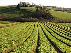 Crops, Riverford - geograph.org.uk - 1074475.jpg