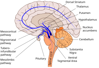 <span class="mw-page-title-main">Dopaminergic pathways</span> Projection neurons in the brain that synthesize and release dopamine