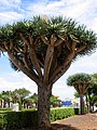 Dracaena draco