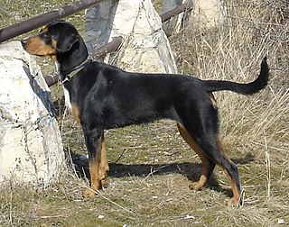 <span class="mw-page-title-main">Transylvanian Hound</span> Dog breed