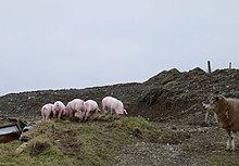 Five little piggies - geograph.org.uk - 1170558.jpg