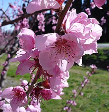 Groupe de fleurs roses sur une branche.