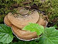 Ganoderma applanatum