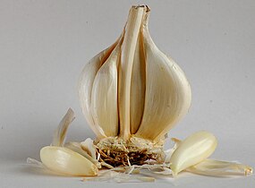 garlic (Allium sativum)