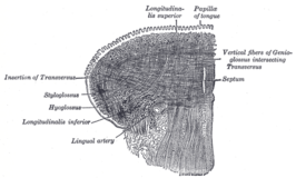 Musculus longitudinalis inferior linguae