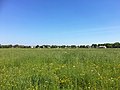 Zicht op Bemmel vanuit het zuidwesten