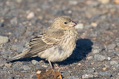 House finch female.jpg