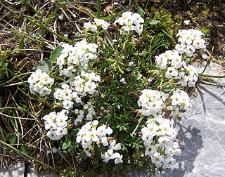 <i>Hornungia alpina</i> Species of flowering plant