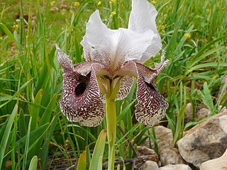 <i>Iris bismarckiana</i> Species of plant