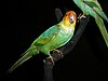 Carolina Parakeet