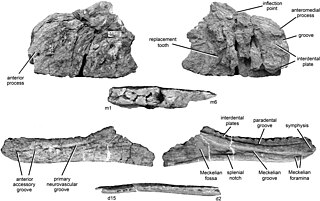 <i>Kelmayisaurus</i> Extinct genus of reptiles