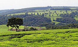 Kericho – Veduta