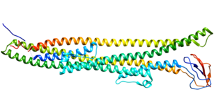 <span class="mw-page-title-main">Hepatic lipase</span> Mammalian protein found in Homo sapiens