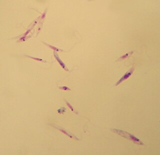 <i>Leishmania tropica</i> Species of protozoan parasite