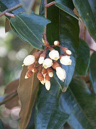 <span class="mw-page-title-main">Sarcolaenaceae</span> Family of flowering plants