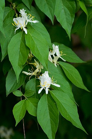 <i>Lonicera maackii</i> Species of plant in the family Caprifoliaceae native to western Asia