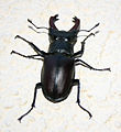 Lucanus cervus jantan