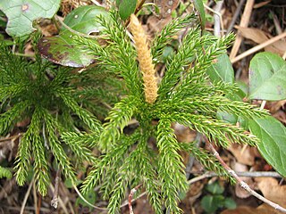 <i>Dendrolycopodium hickeyi</i> Species of spore-bearing plant