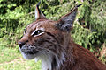 Lince eurasiatica