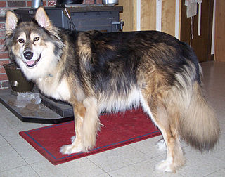 <span class="mw-page-title-main">Mackenzie River husky</span> Dog breed