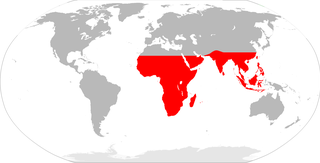 <span class="mw-page-title-main">Paleotropical Kingdom</span> One of the Earths six floristic kingdoms