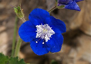 <i>Phacelia viscida</i> Species of plant