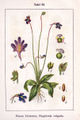 Pinguicula vulgaris vol. 10 - plate 62 in: Jacob Sturm: Deutschlands Flora in Abbildungen (1796)