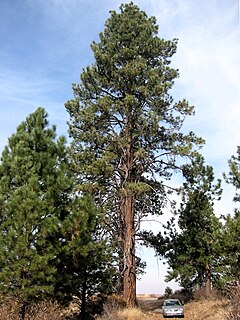 Klamath Basin National Wildlife Refuge Complex