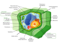 Image 21Structure of a plant cell (from Plant cell)