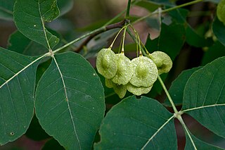 <i>Ptelea trifoliata</i> Species of tree