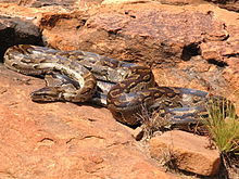 Python sebae natalensis