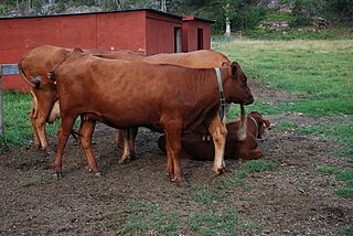 <span class="mw-page-title-main">Swedish Polled</span> Breed of cattle