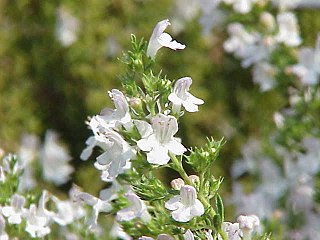 <i>Satureja</i> Genus of flowering plants